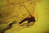Detailed Fossil Flies (Diptera) In Baltic Amber #87245-1